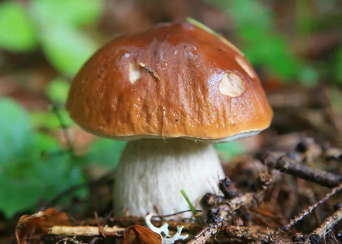 Kronau * Kranjska Gora